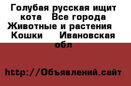 Голубая русская ищит кота - Все города Животные и растения » Кошки   . Ивановская обл.